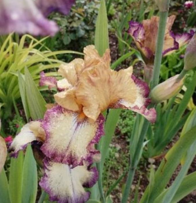 Ирис/Перуника за вашата градина