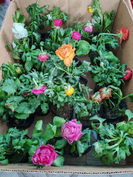 Продам цветы 500