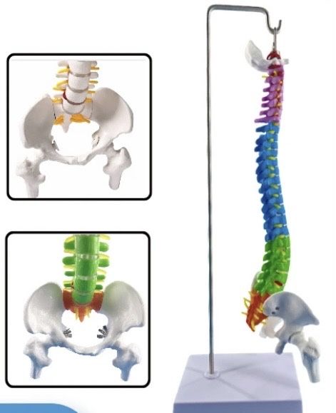 Модель позвоночника пластик