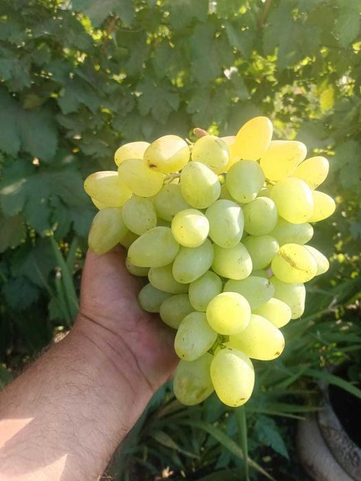 Продам саженцы винограда [10 сортов ]