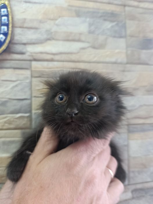 Котенок бесплатно
