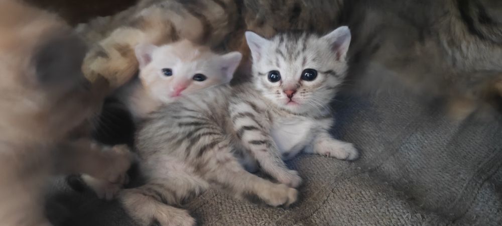 Отдам котят в хорошие руки