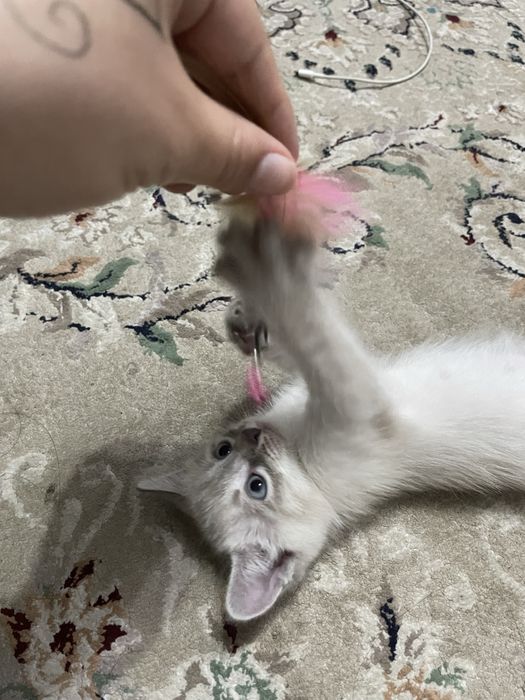 Сиамский котенок