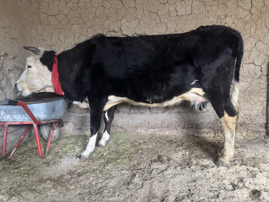 Бұзаулы сиыр 3 тума