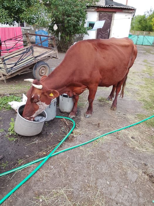 Продам упитаную корову
