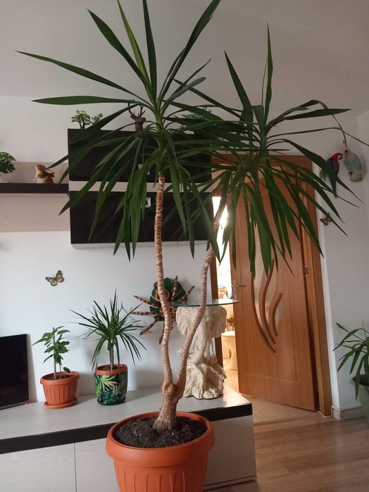 Adidas Esprit marimea 44,piele naturala, cusaturi duble, calitate!