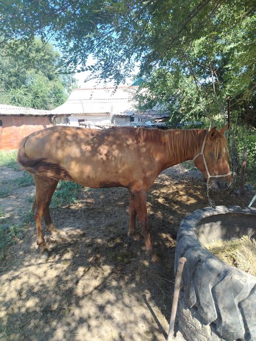 Продам лошадь айгыр