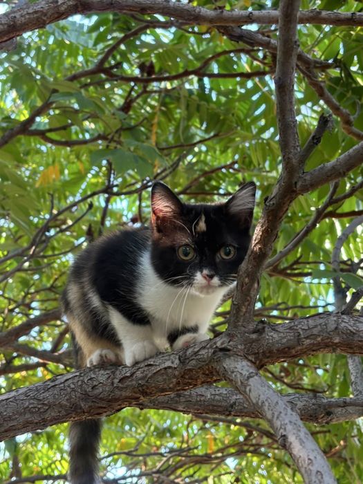 Котенок ищет свою семью