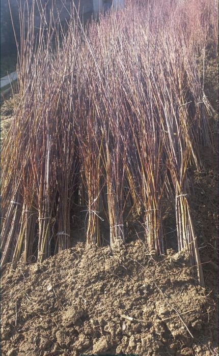 Саженцы кошеттер