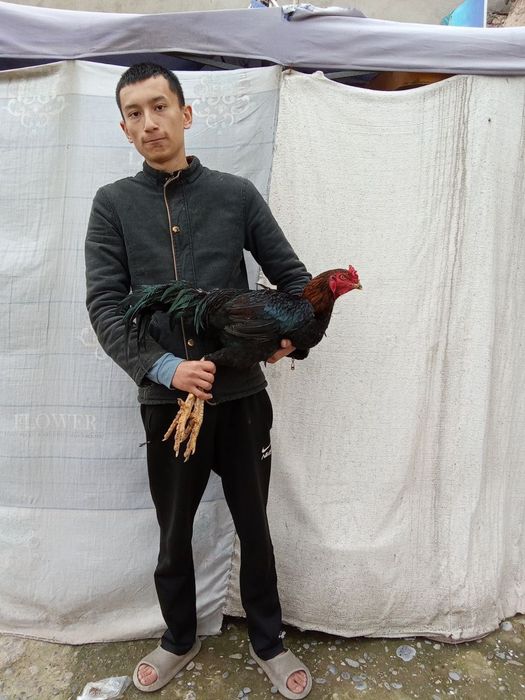 Dakan xoʻroz zoti yaxshi
