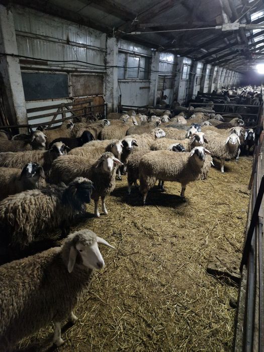 Berbecuți de vinzare