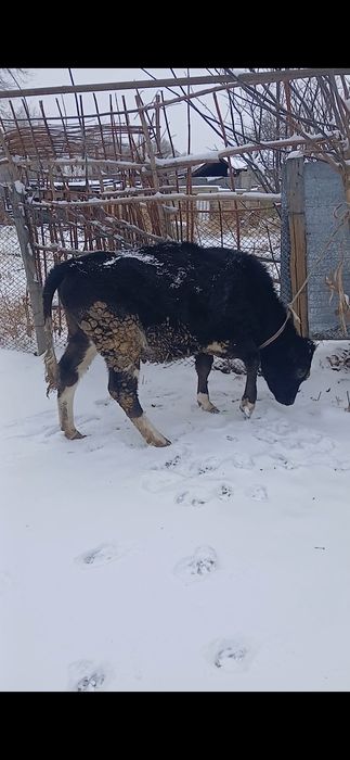 Продам годовалую тёлку