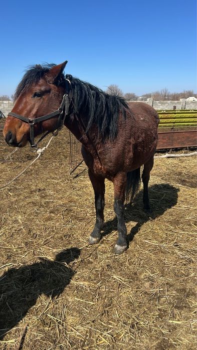 Қазақи айғыр сатылады