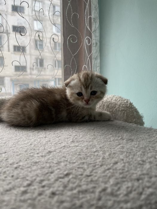 Котята шотландской породы