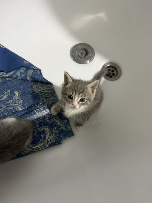 Котят бесплатно отдадим