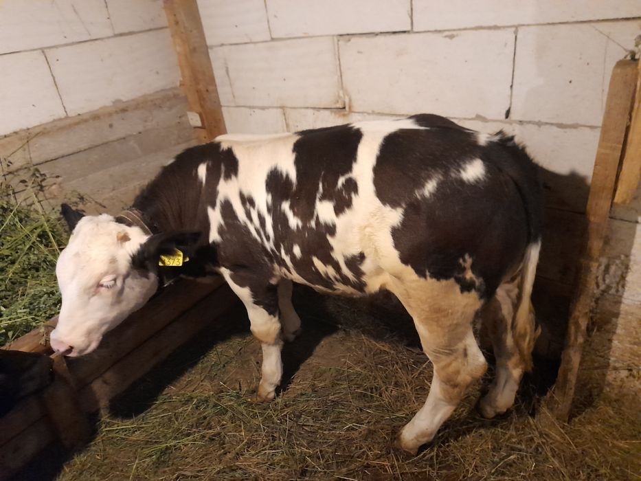 Vind doi taurasi 180 200 kg unul belgian si unul baltat pe negru