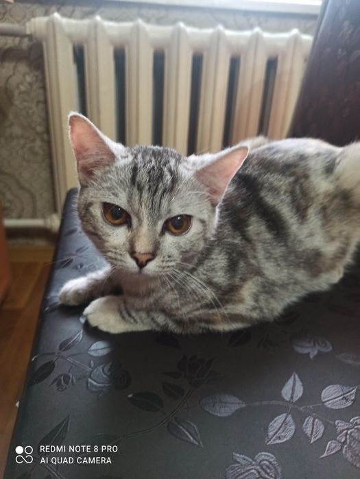 Котёнок Мая, 6 месяца.