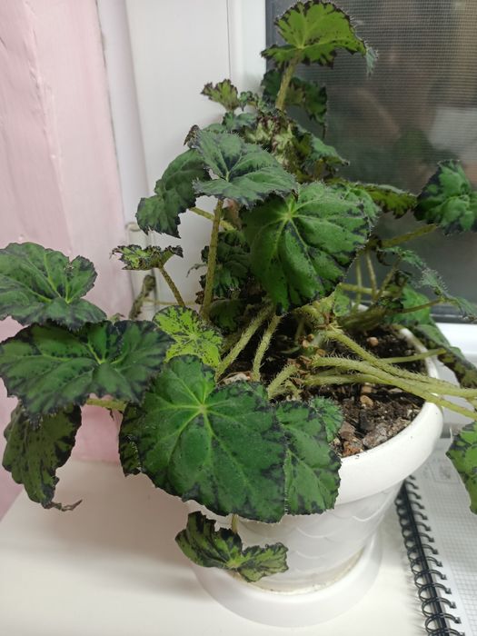 Комнатные растения