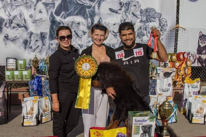 Дрессировка и передержка собак