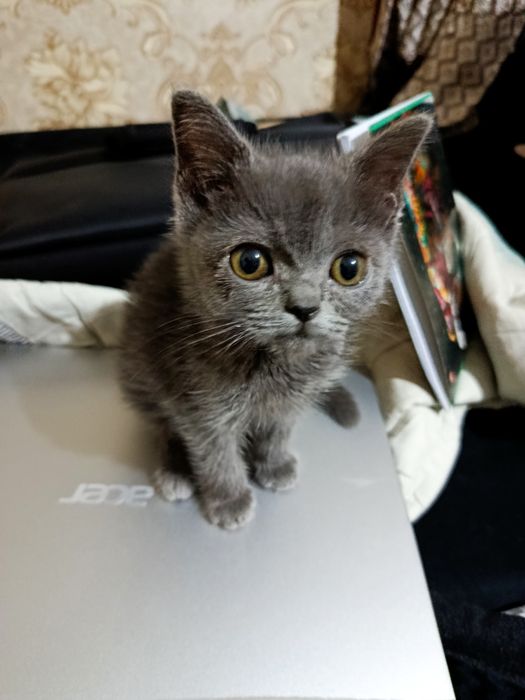 British shorthair. Zotdor mushuk sotiladi