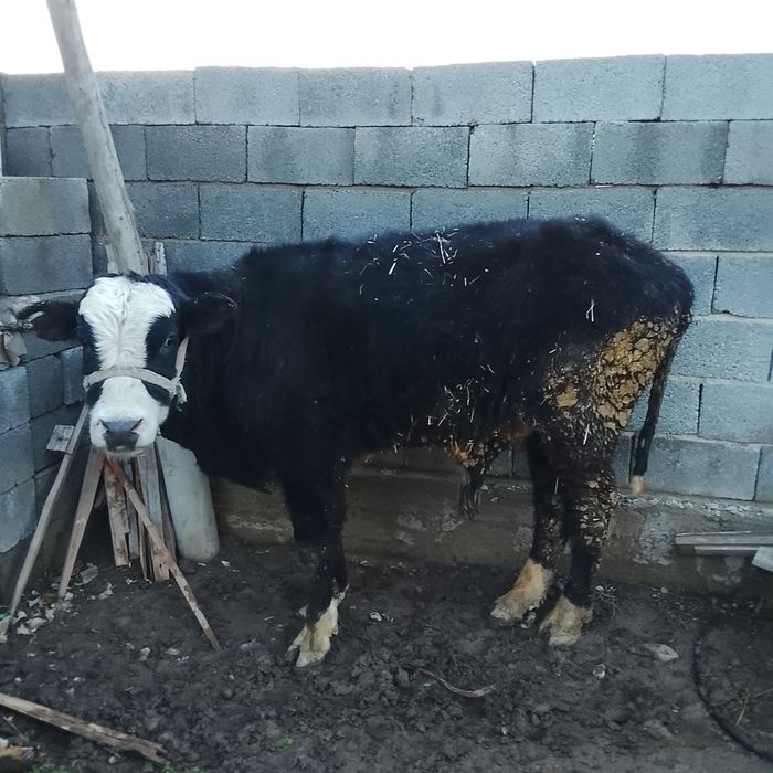 Бұқа жемделген жағдайы жаксы