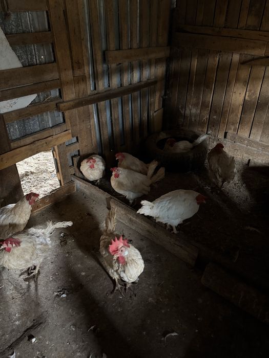 Продам курочек несушек