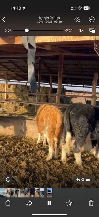 Бұқа 9 бас сатылады