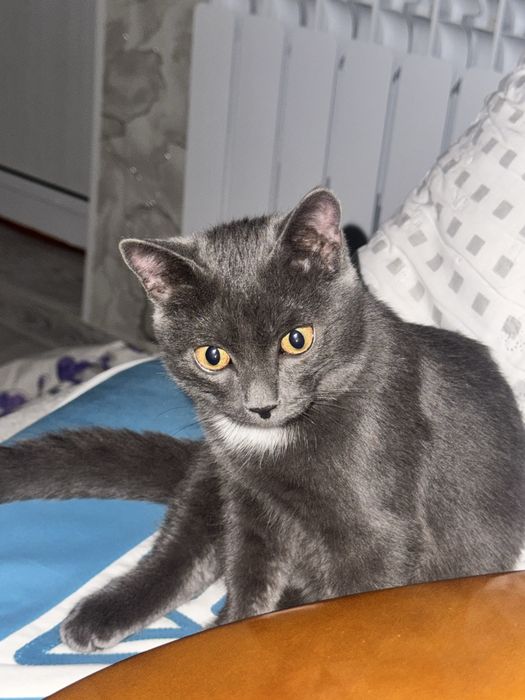 Кошка породистая