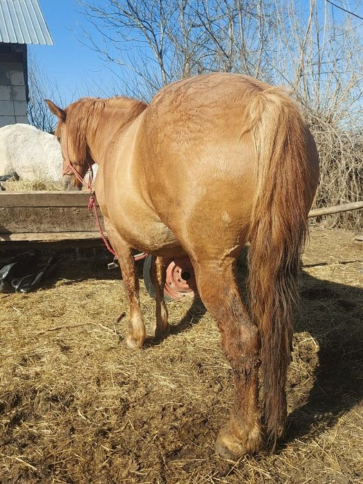 Vând iapa de abator