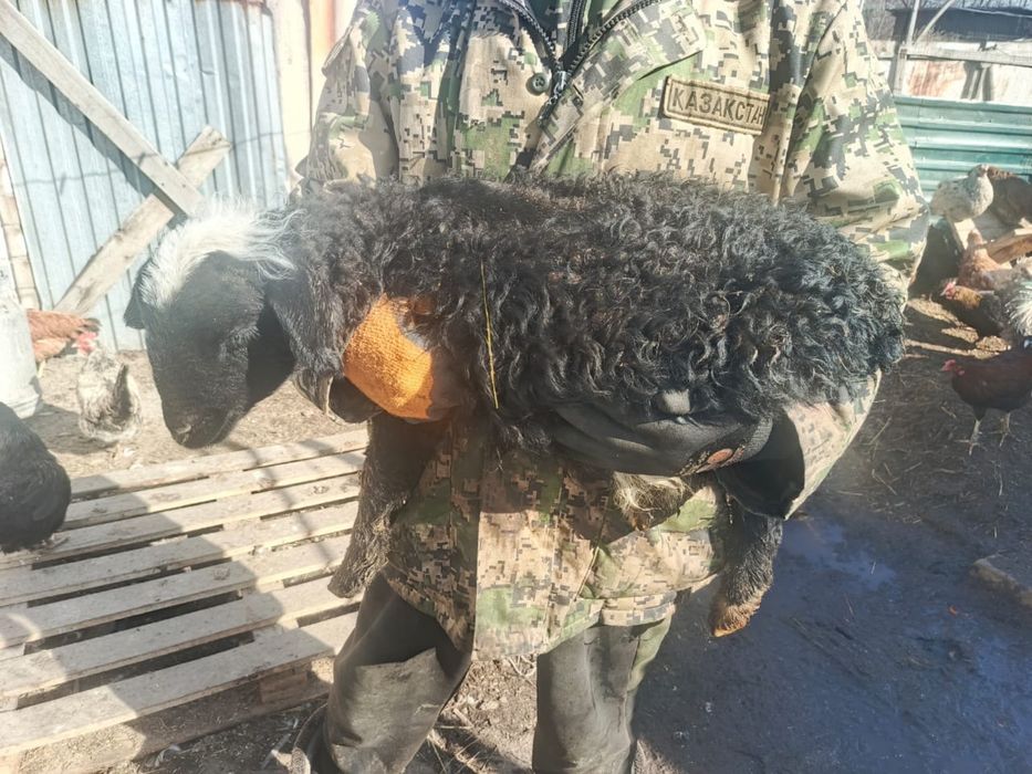 Ургашы козы сатылады