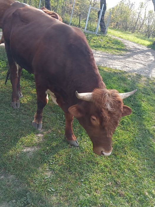 Taur de vinzare,bun pt monta!!