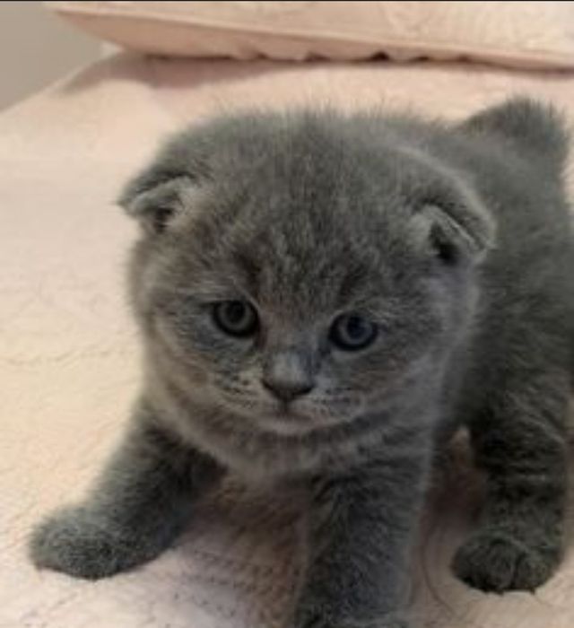 Британские котята ждут свою семью, 1.5 мес
