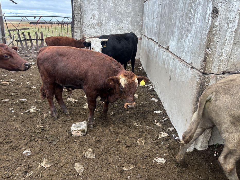 Продам быков 6 голов