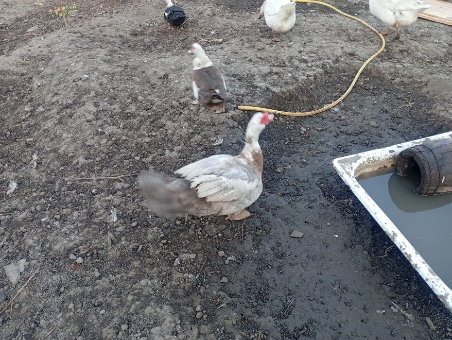 Продам гусей и утки