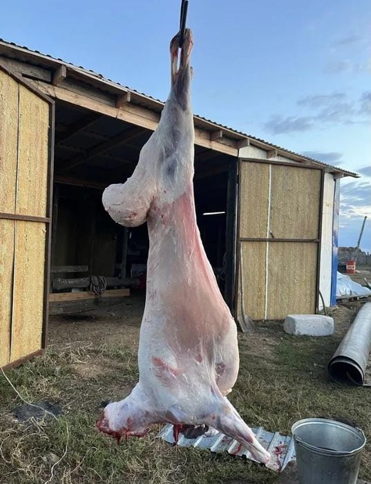 Қой еті. Семіз токты кошкарлар бар