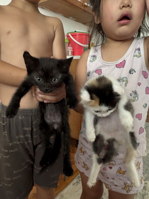 Кошки в добрые руки Две девчоки