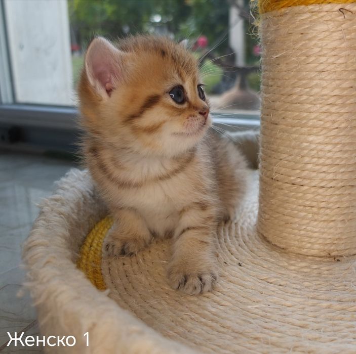 Британски късокосмести котета златни чинчили