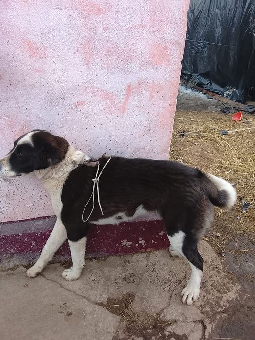 Продам сучку алабай