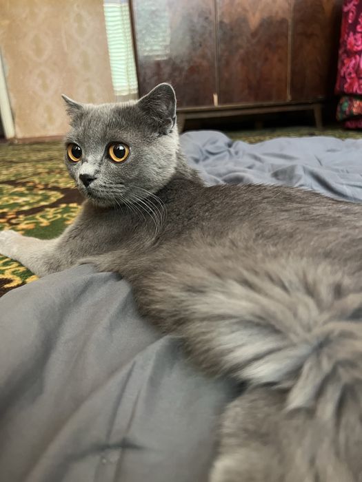 Продаються котята