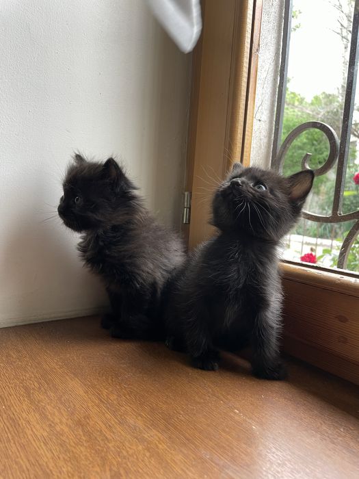 Чёрные котята,маленькие пантеры)