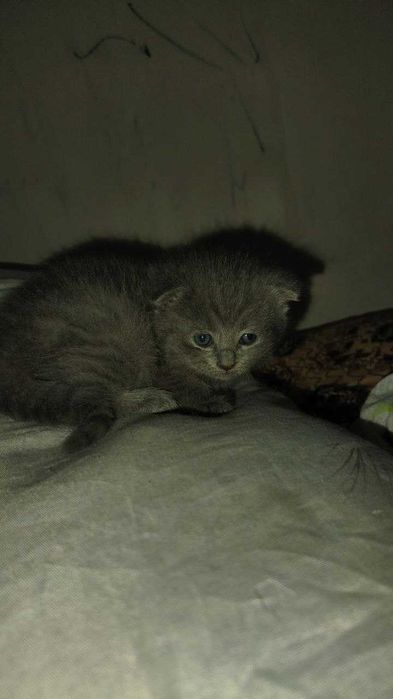 Продаются котята СКОТИШ ФОЛД