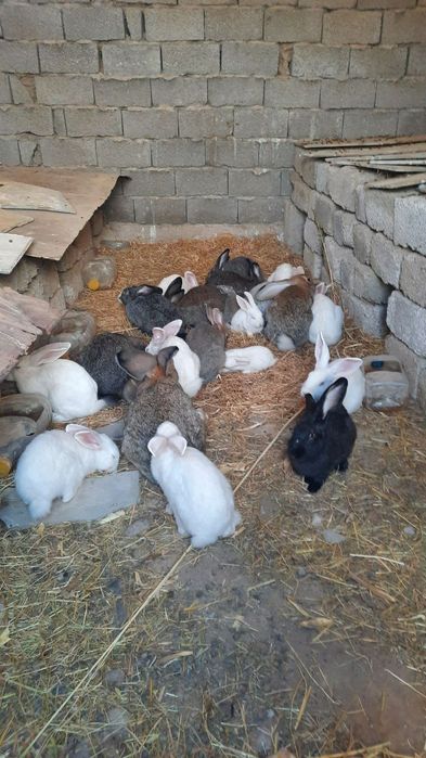 Куён купайтириб даромад килинг. Уйингизда пархез гушт бу Куён булсин.