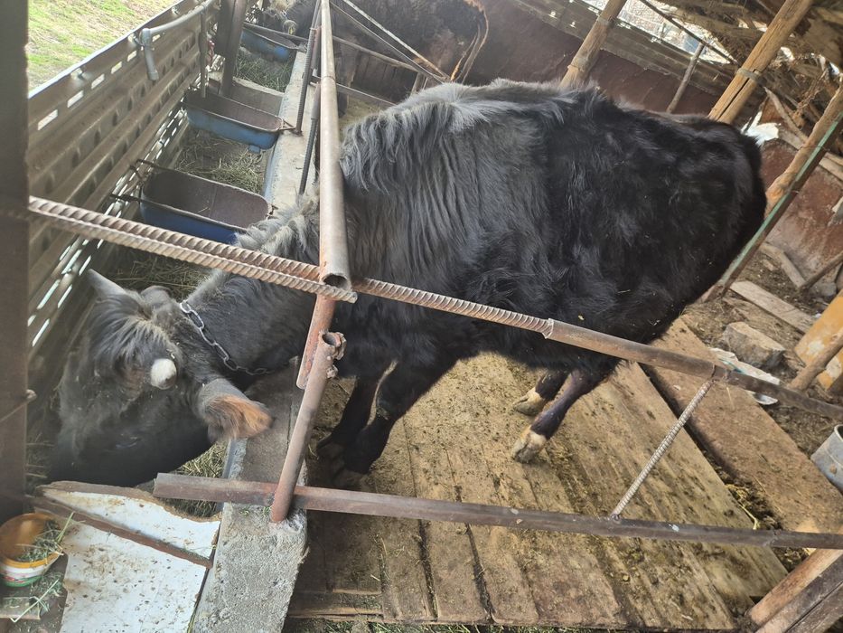 Тайынша сиыр корова тёлки