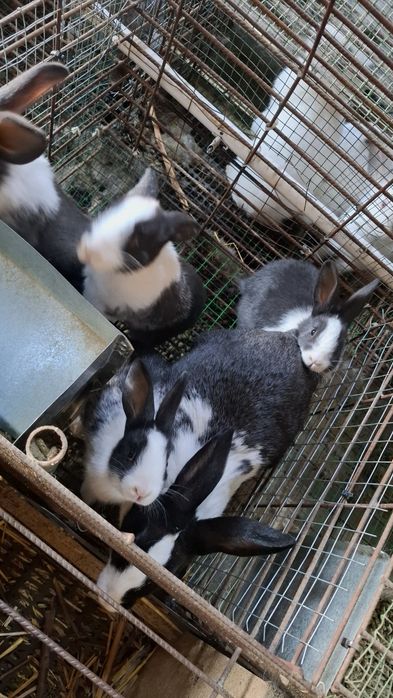 Куён quyon куен сотилади