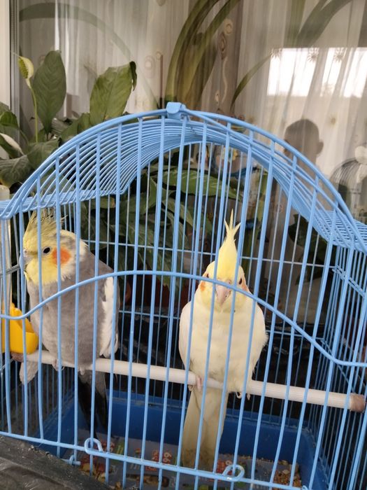 Papagali nimfa pereche