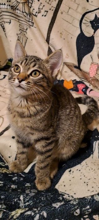 Котенок в добрые руки