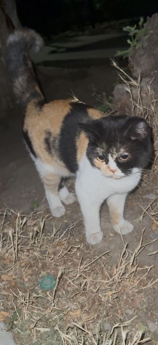 Мушук киз бола тугмаган йош