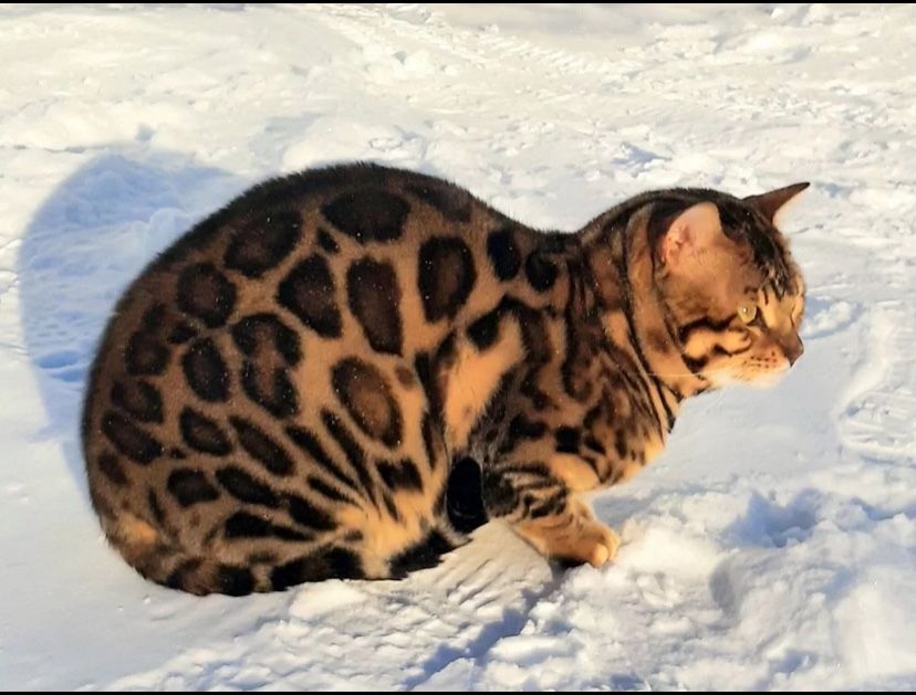 Бенгальский кот  с родословной для вязки