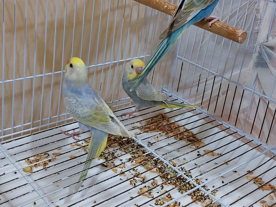 Продаются радужные попугаи молодые.