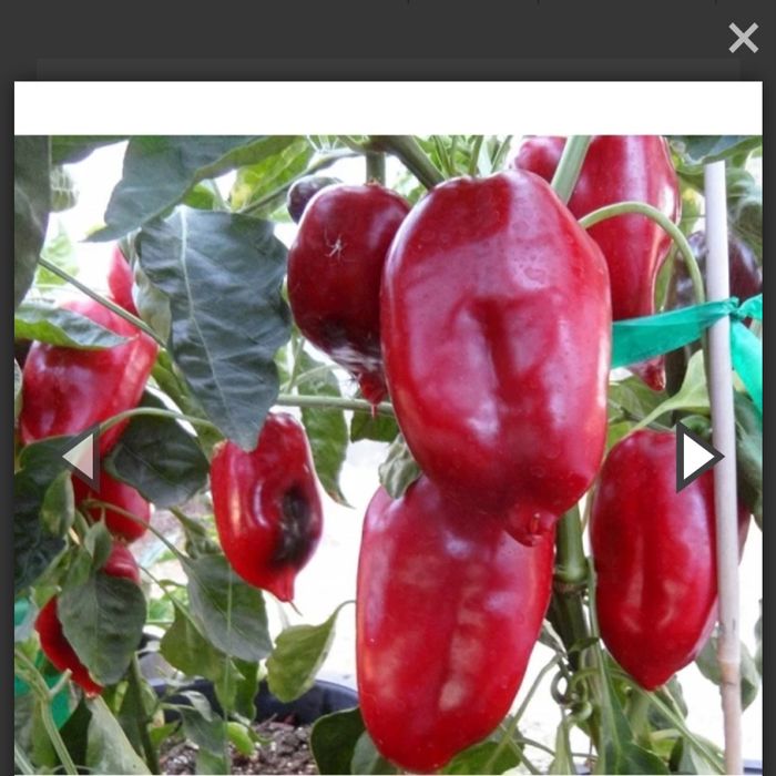 Пипер   турска  капия